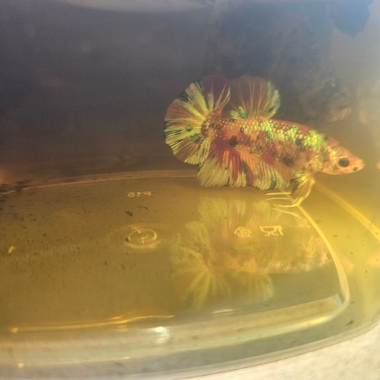METALIC CANDY BETTA 260486