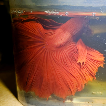 Giant Full Red Rosetail Halfmoon Betta(OHM) 2605B48
