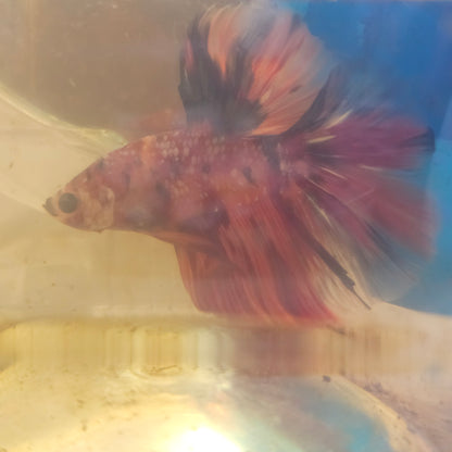 RED CANDY GALAXY HALFMOON/红星河糖果半月251222