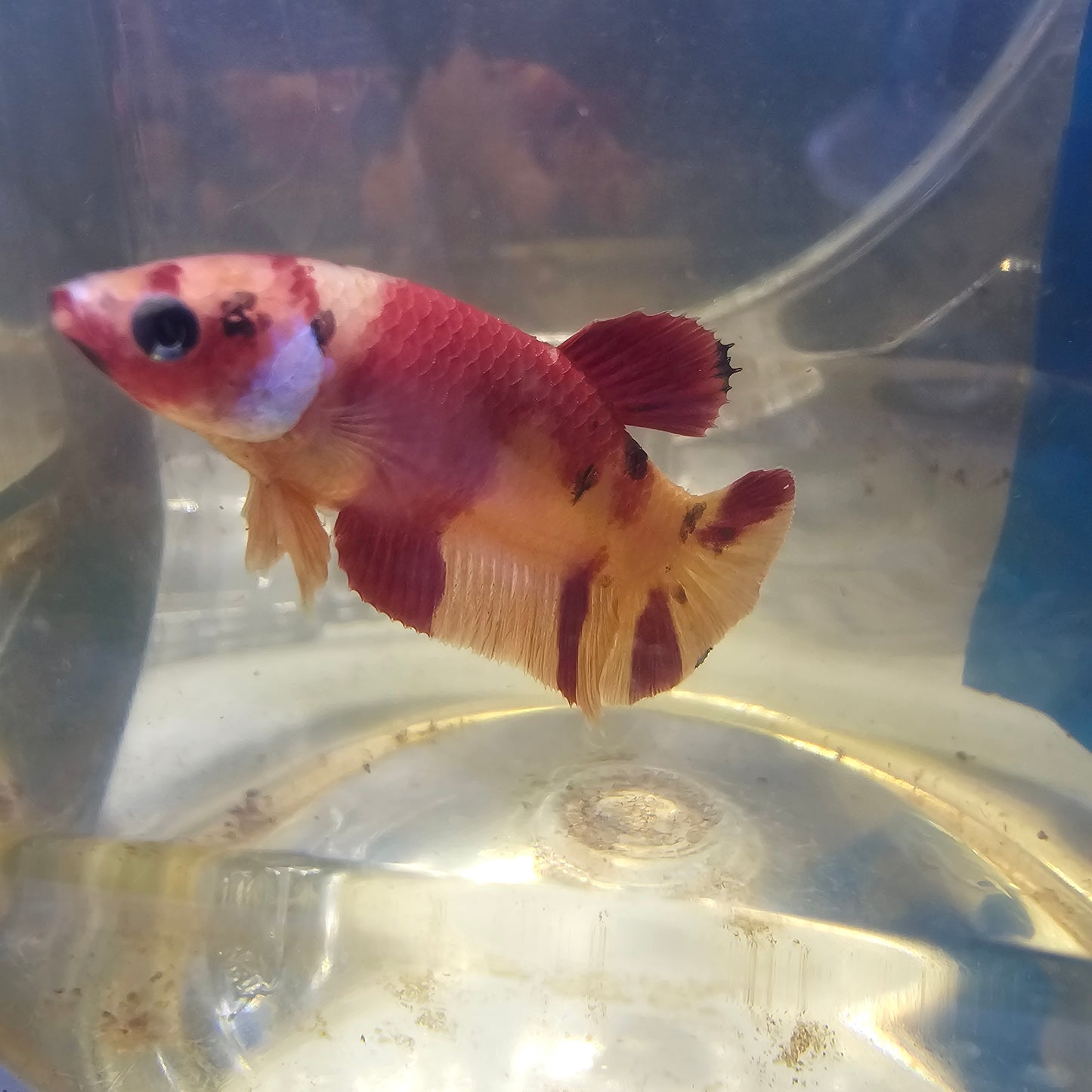 YELLOW RED CANDY FEMMINA/红黄糖果种母鱼251242