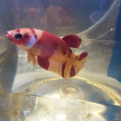 YELLOW RED CANDY FEMMINA/红黄糖果种母鱼251242