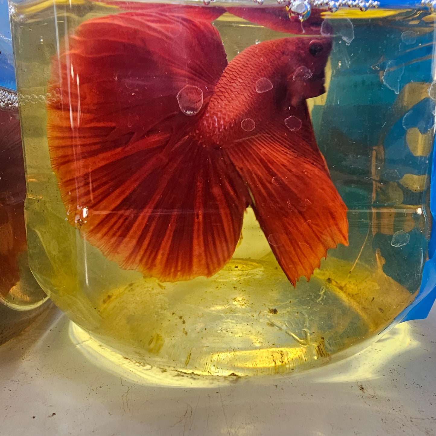 FULL RED OHM / 大红袍OHM半月251280