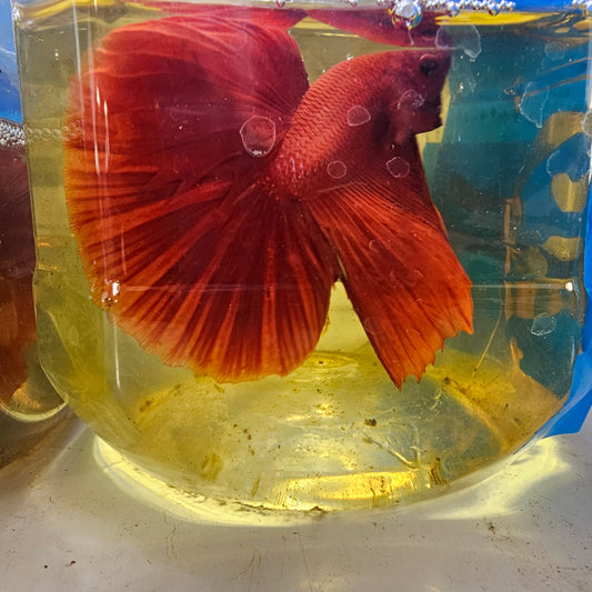 FULL RED OHM / 大红袍OHM半月251280