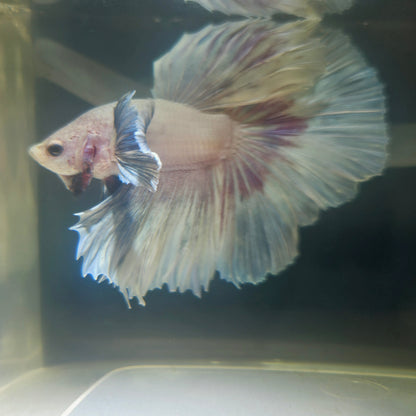 Purple White Rosetail Dumbo Halfmoon Betta 2605A31
