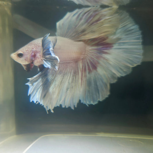 Purple White Rosetail Dumbo Halfmoon Betta 2605A31