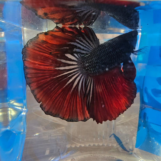 COPPER BLACK-RED HM(OHM)250956
