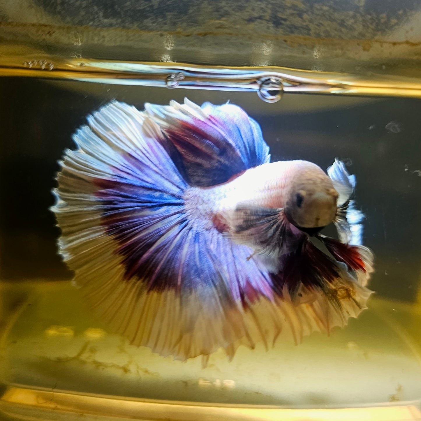 Purple White Rosetail Dumbo Halfmoon Betta(OHM) 2605B46