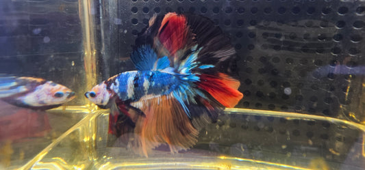 CANDY MARMORIZATTO HALFMOON (OHM) O6O8