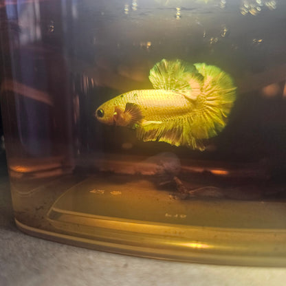 METALIC CANDY BETTA 260493