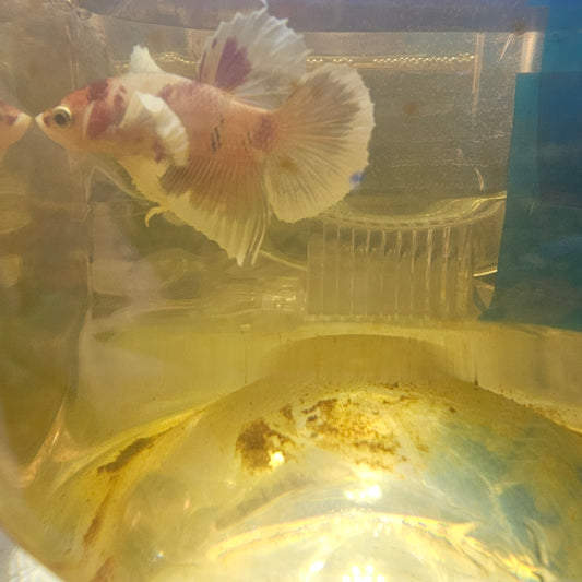 CANDY DUMBO PK (M)/中号糖果大耳将军2511200