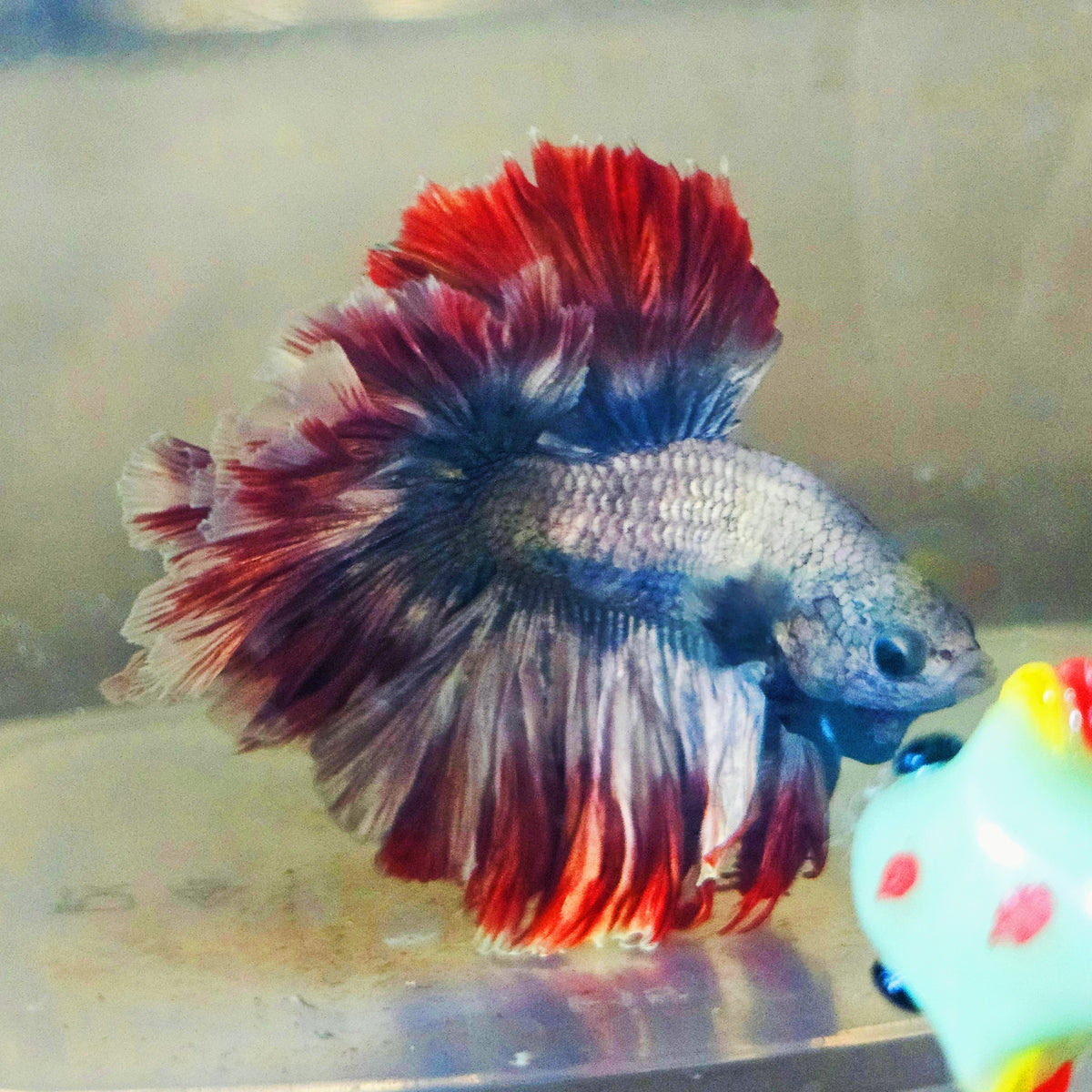 DARK COPPER COLOR SPECIAL TAIL HALFMOON BETTA 260924 premium Betta Fish