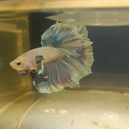 Purple White Rosetail Dumbo Halfmoon Betta 2605B60
