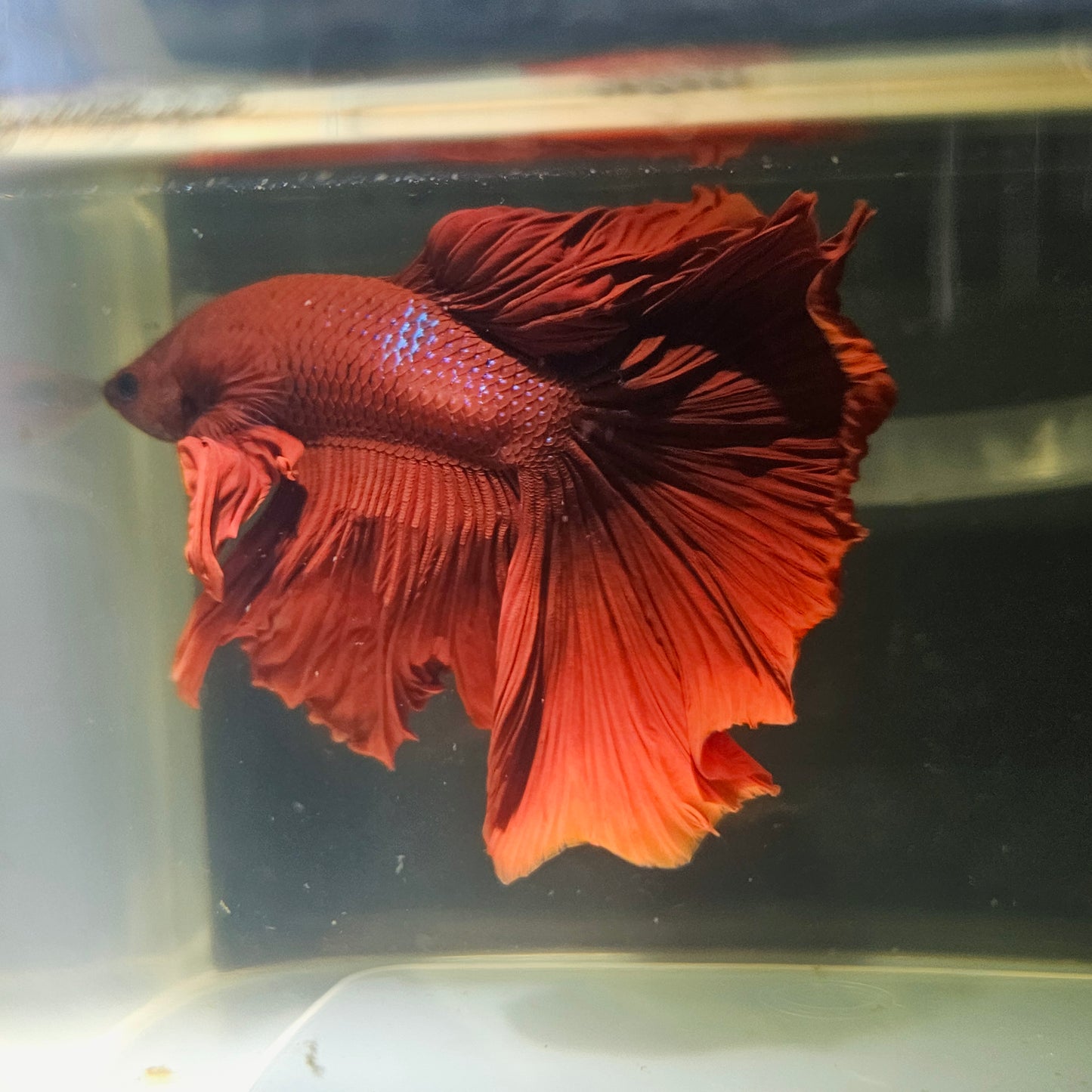 Giant Full Red Rosetail Halfmoon Betta(OHM) 2605A24