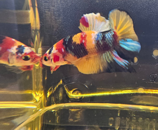 NEMO CANDY PK 03