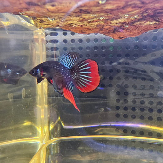 WILD BETTA SIAMORIENTALIS 0624
