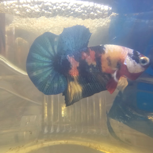 FULL COLOR GALAXY CANDY HMPK/满色星河糖果251174