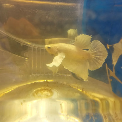 PURE WHITE DUMBO PK L/大号纯白大耳将军251154