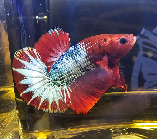 RED -BLUE FCCP 05