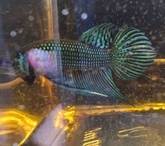 MAHACHAI WILD BETTA 05(CODA CHITARRA)
