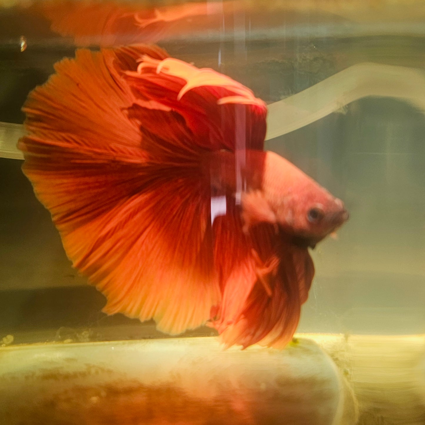 Giant Full Red Rosetail Halfmoon Betta(OHM) 2605A17