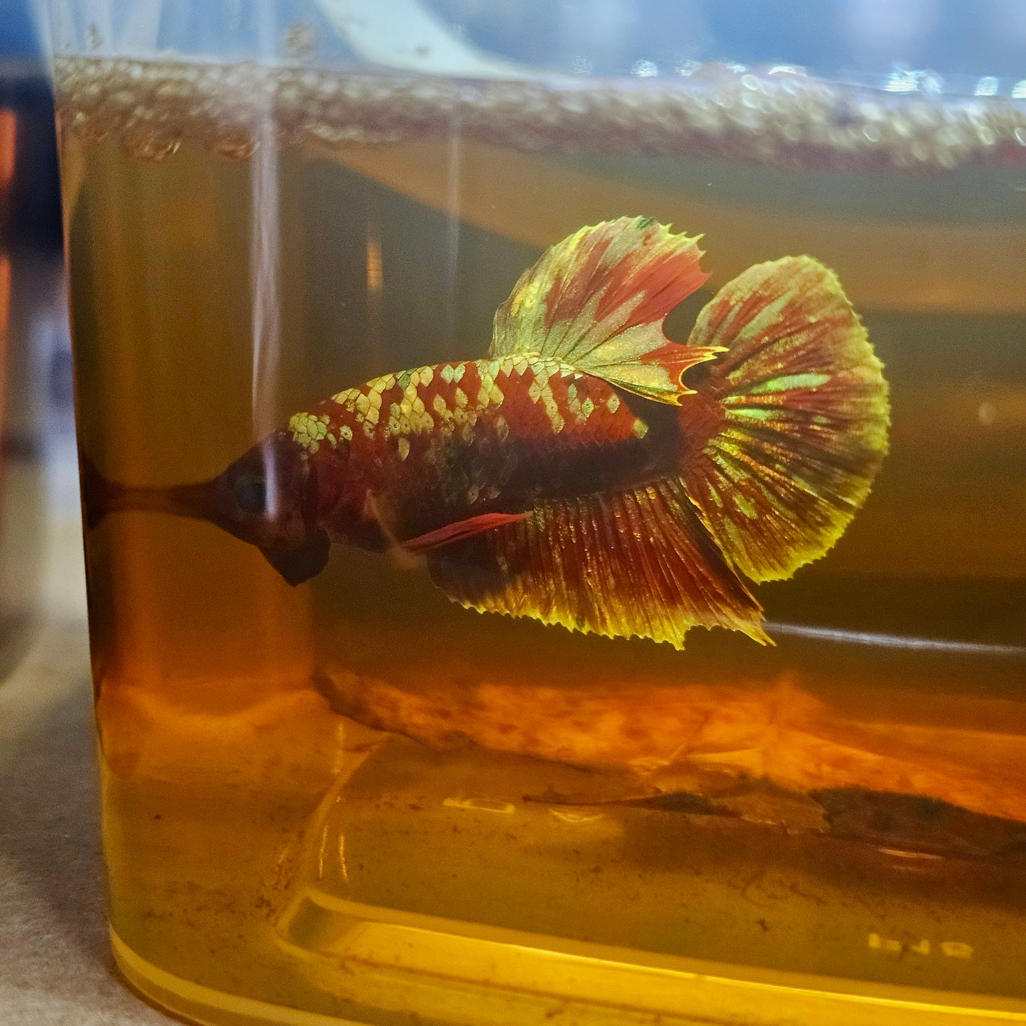 BARONGSAI BETTA 260441