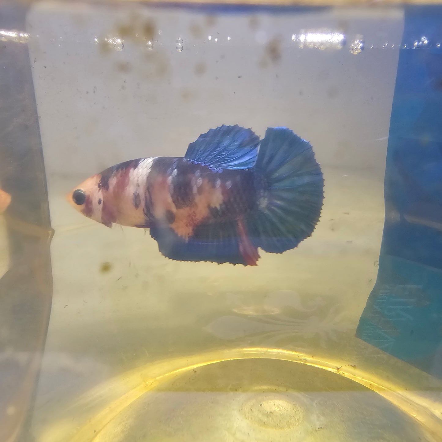 FULL COLOR GALAXY CANDY (BREEDING GRADE）/种母星河糖果251193