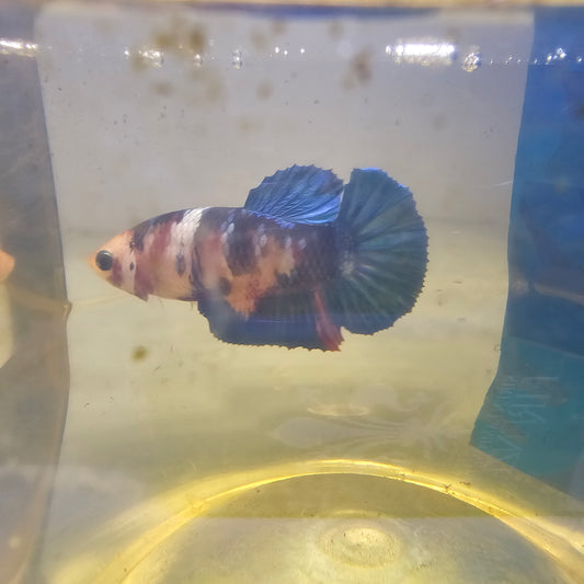 FULL COLOR GALAXY CANDY (BREEDING GRADE）/种母星河糖果251193