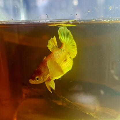 CANDY DUMBO BETTA 260457