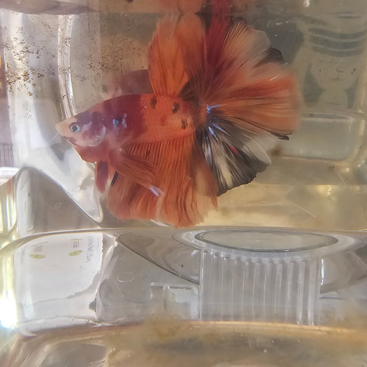 Candy Halfmoon arancione rosso(OHM)250732