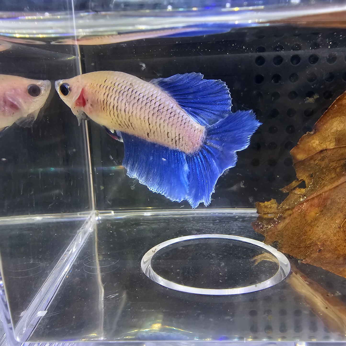 FEATHER TAIL HALFMOON FEMMINA BLUE E BIANCO 0643