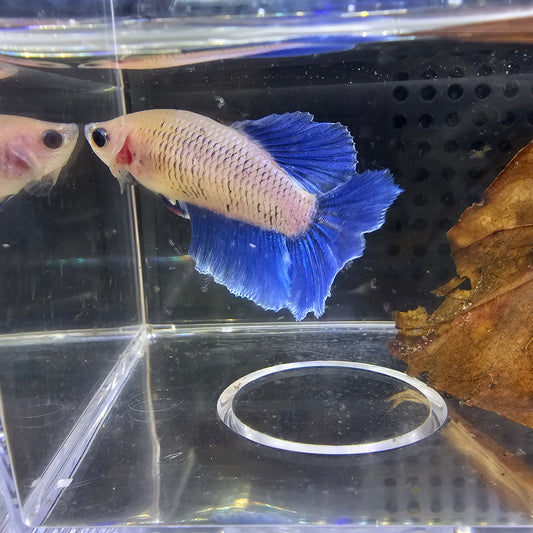 FEATHER TAIL HALFMOON FEMMINA BLUE E BIANCO 0643