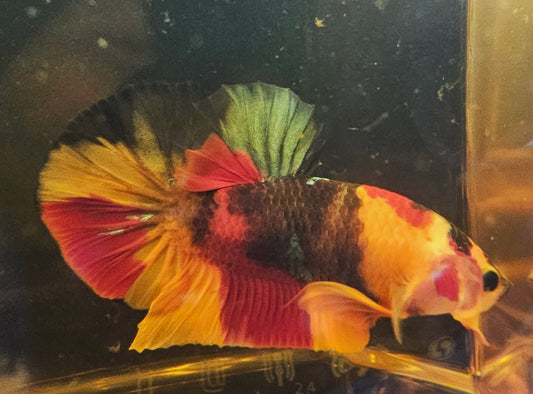 NEMO CANDY PK 0521