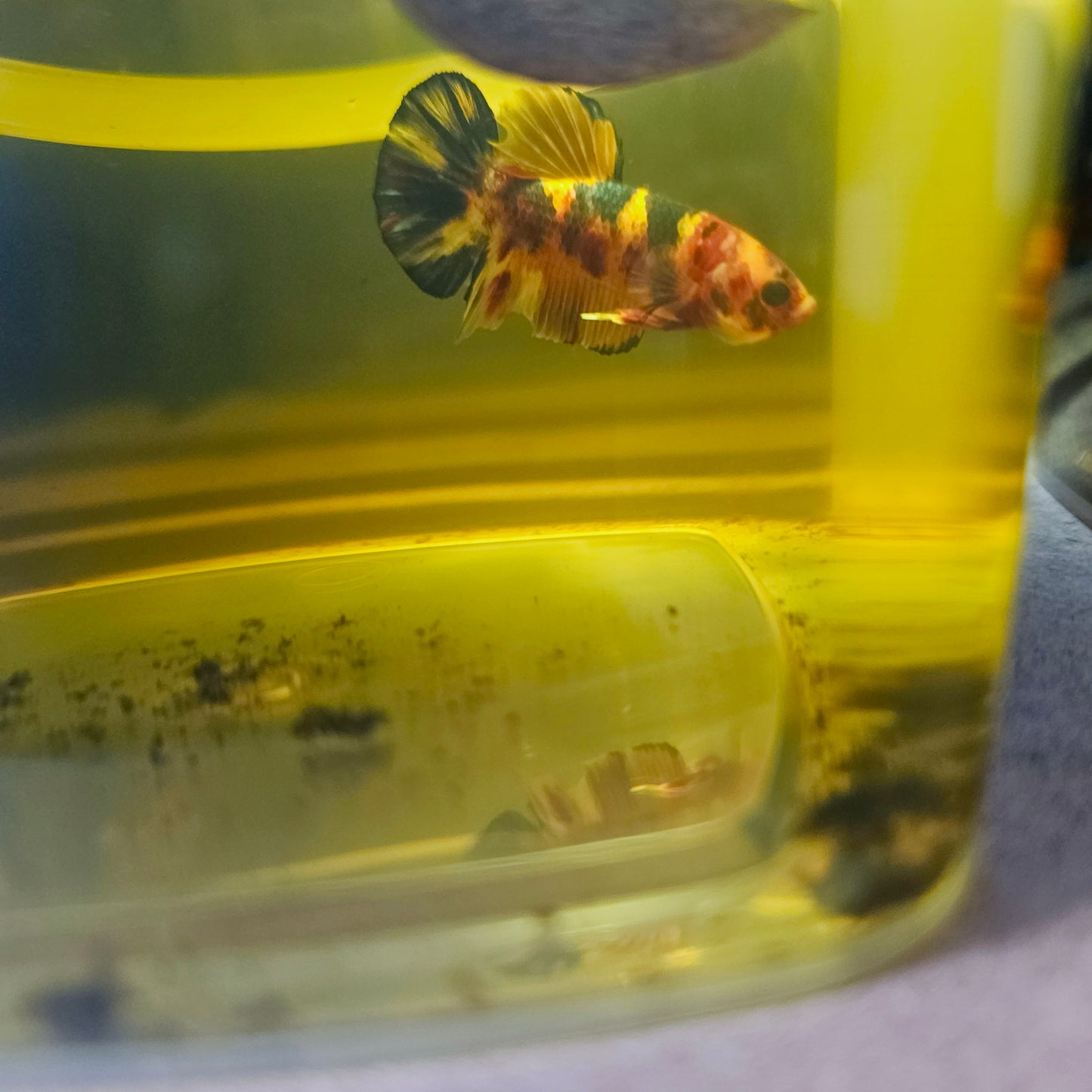 METALIC CANDY BETTA 260476