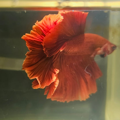 Giant Full Red Rosetail Halfmoon Betta(OHM) 2605A23