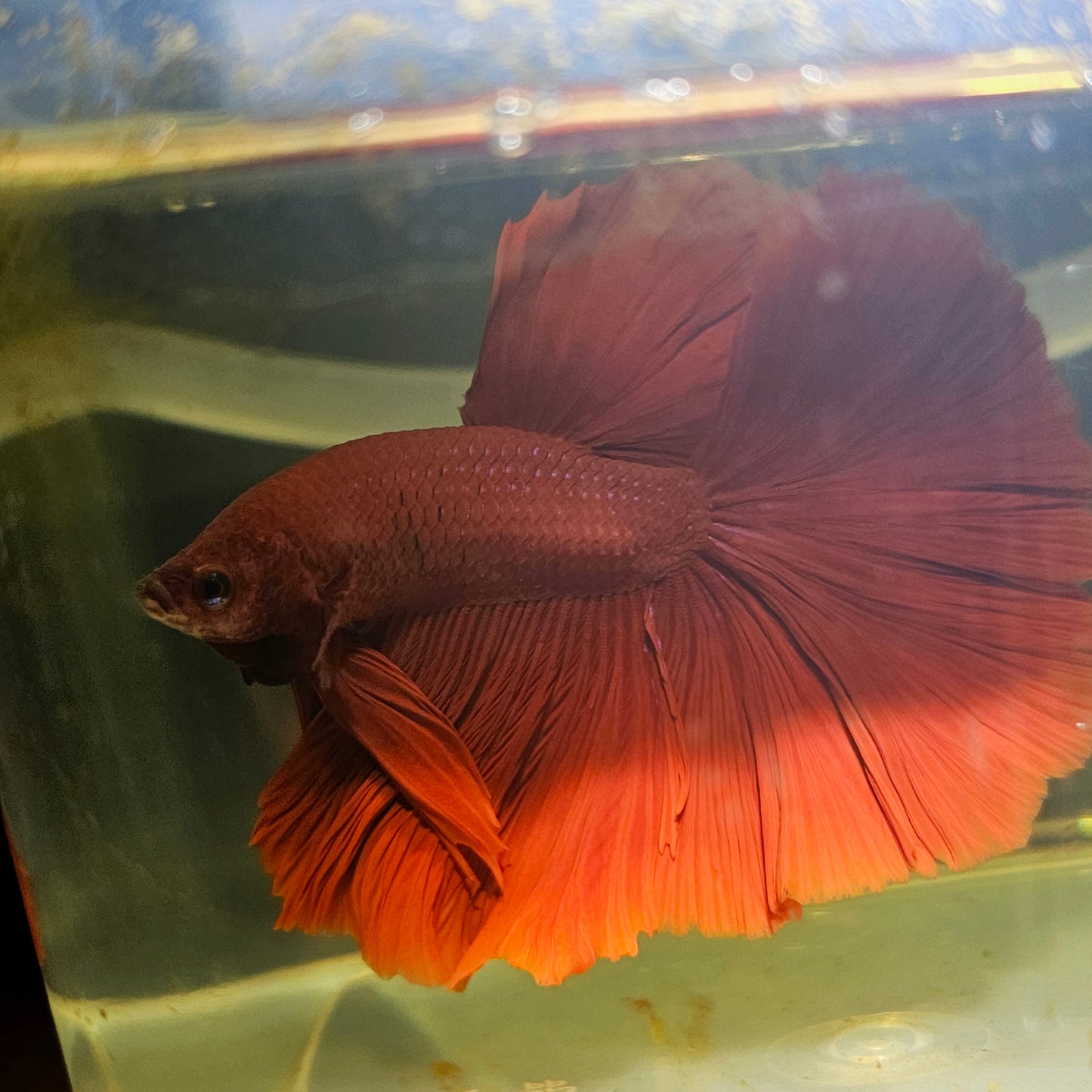 Giant Full Red Rosetail Halfmoon Betta(OHM) 2605A22