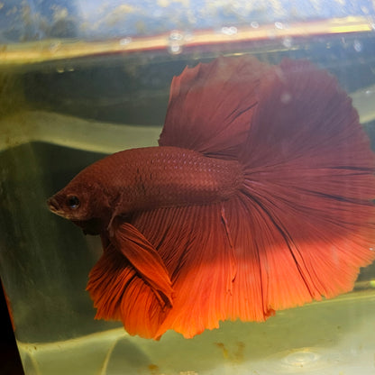 Giant Full Red Rosetail Halfmoon Betta(OHM) 2605A22