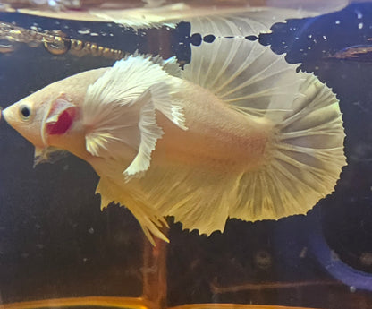 DUMBO BIANCO PURO PK 03
