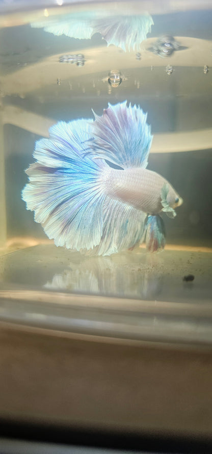 Light Color Rosetail Halfmoon Betta 2605A01