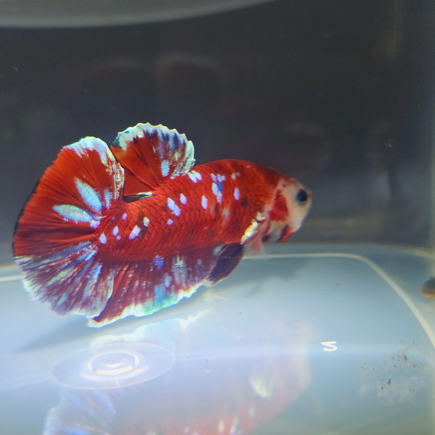 BARONGSAI BETTA 260483