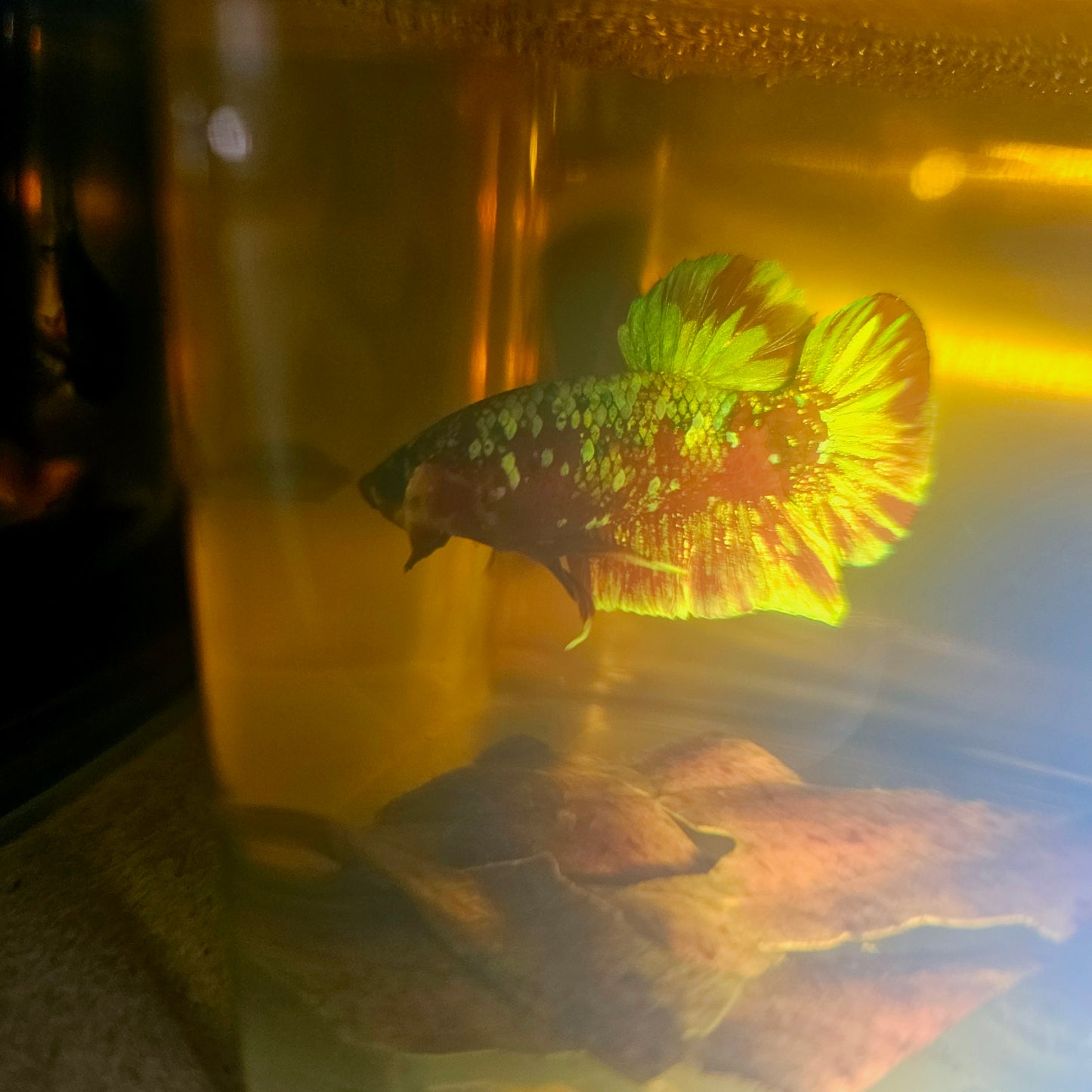 BARONGSAI BETTA 260420