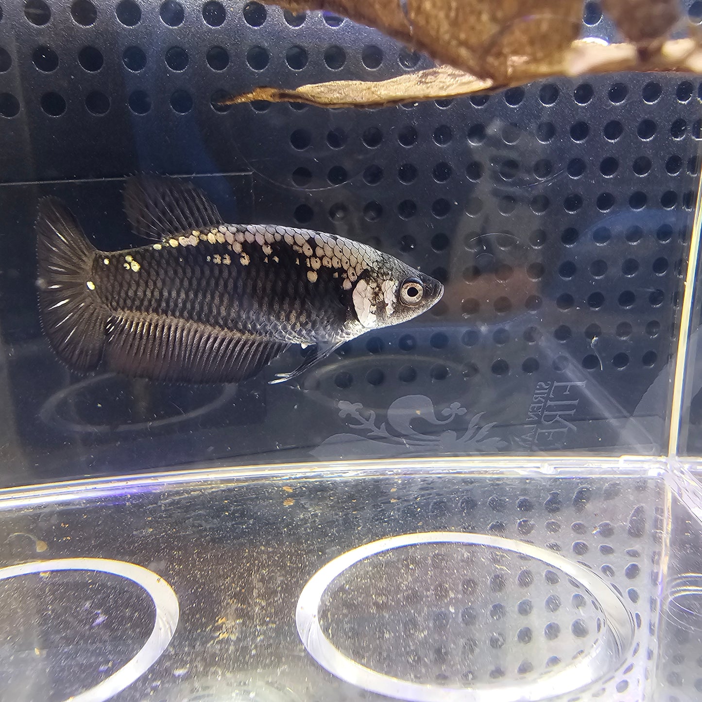BLACK SAMURAI PK FEMMINA 0635