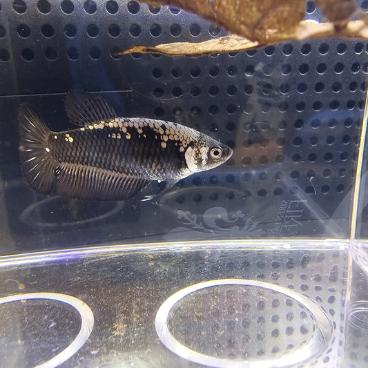 BLACK SAMURAI PK FEMMINA 0635