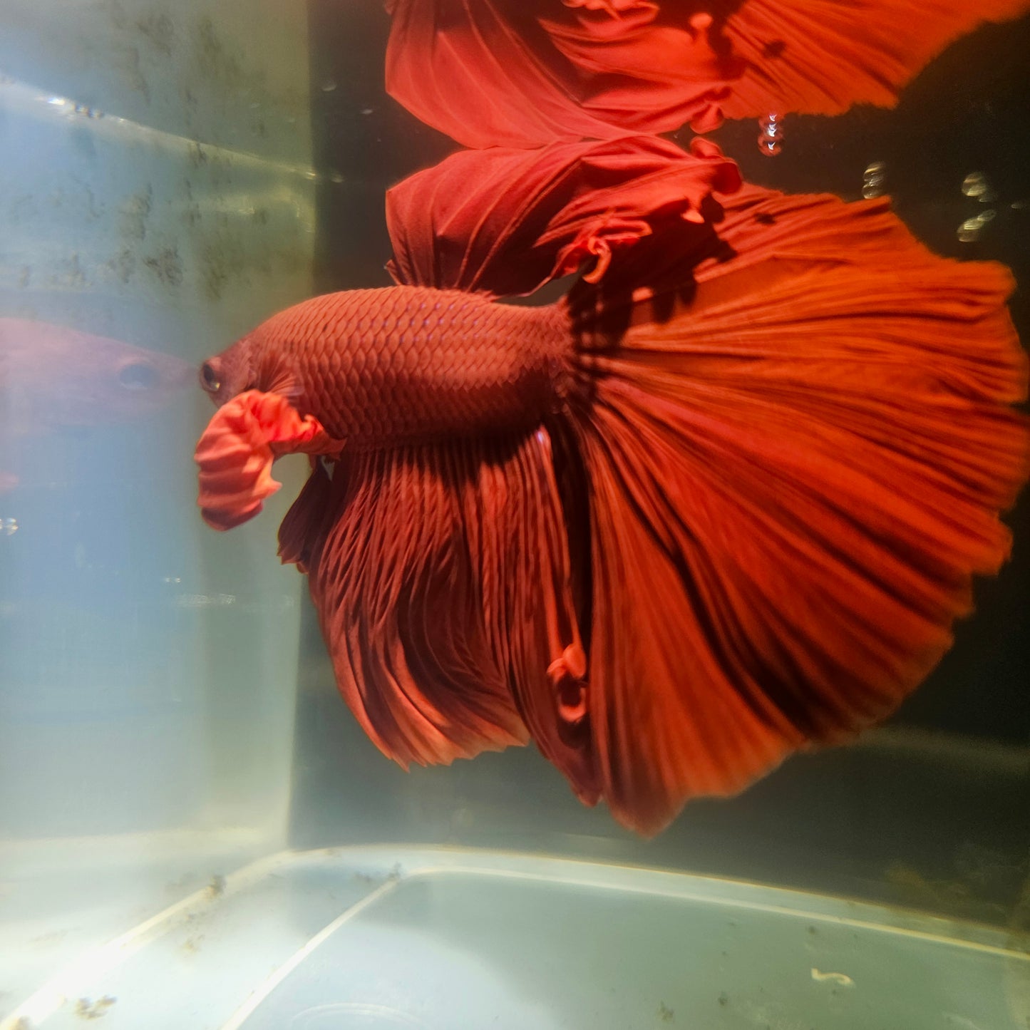 Giant Full Red Rosetail Halfmoon Betta(OHM) 2605A28