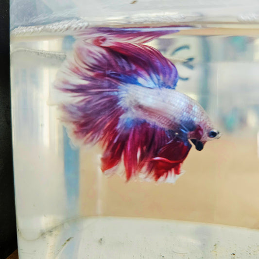 DARK COLOR SPECIAL TAIL HALFMOON BETTA 260933 premium Betta Fish