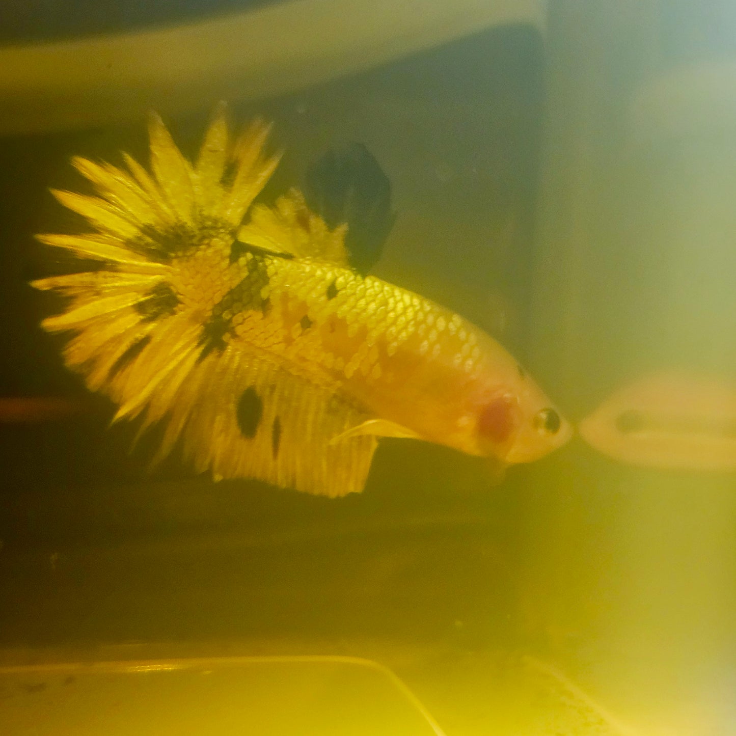 METALIC CANDY BETTA 260459