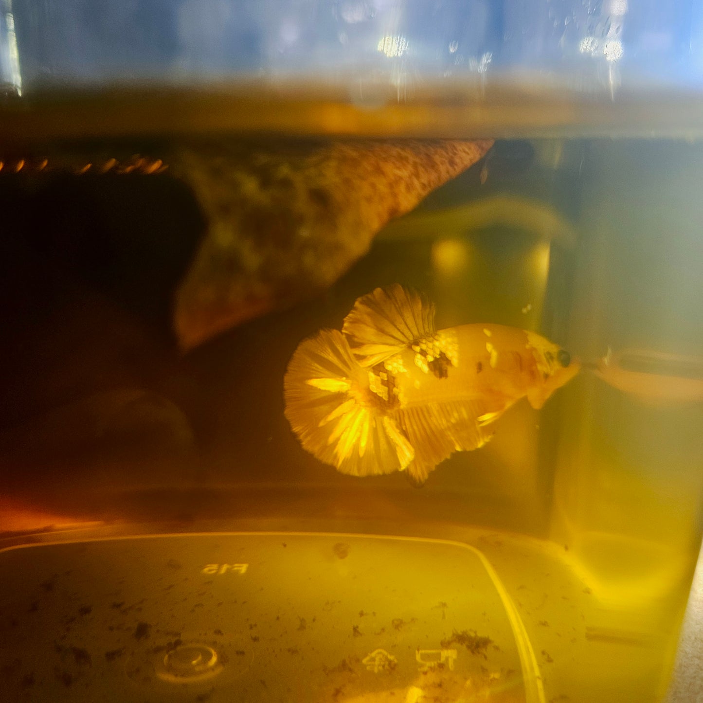 METALIC CANDY BETTA 260423
