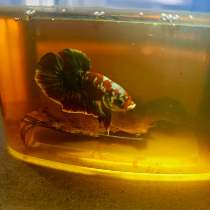 BARONGSAI BETTA 260469