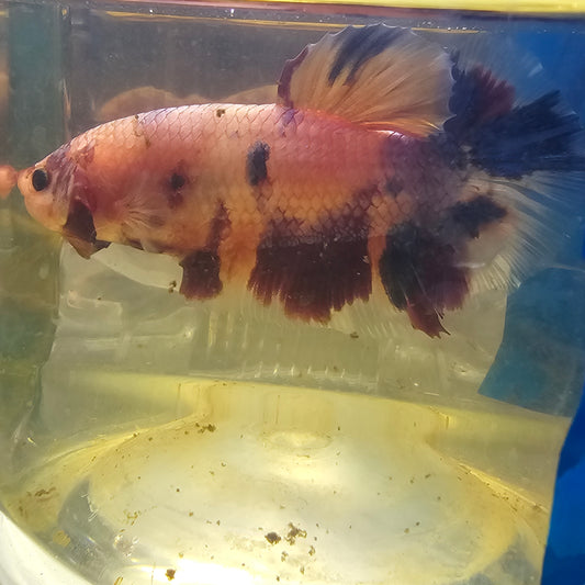 CANDY GIANT 7+/8CM 樱花糖果巨斗251255