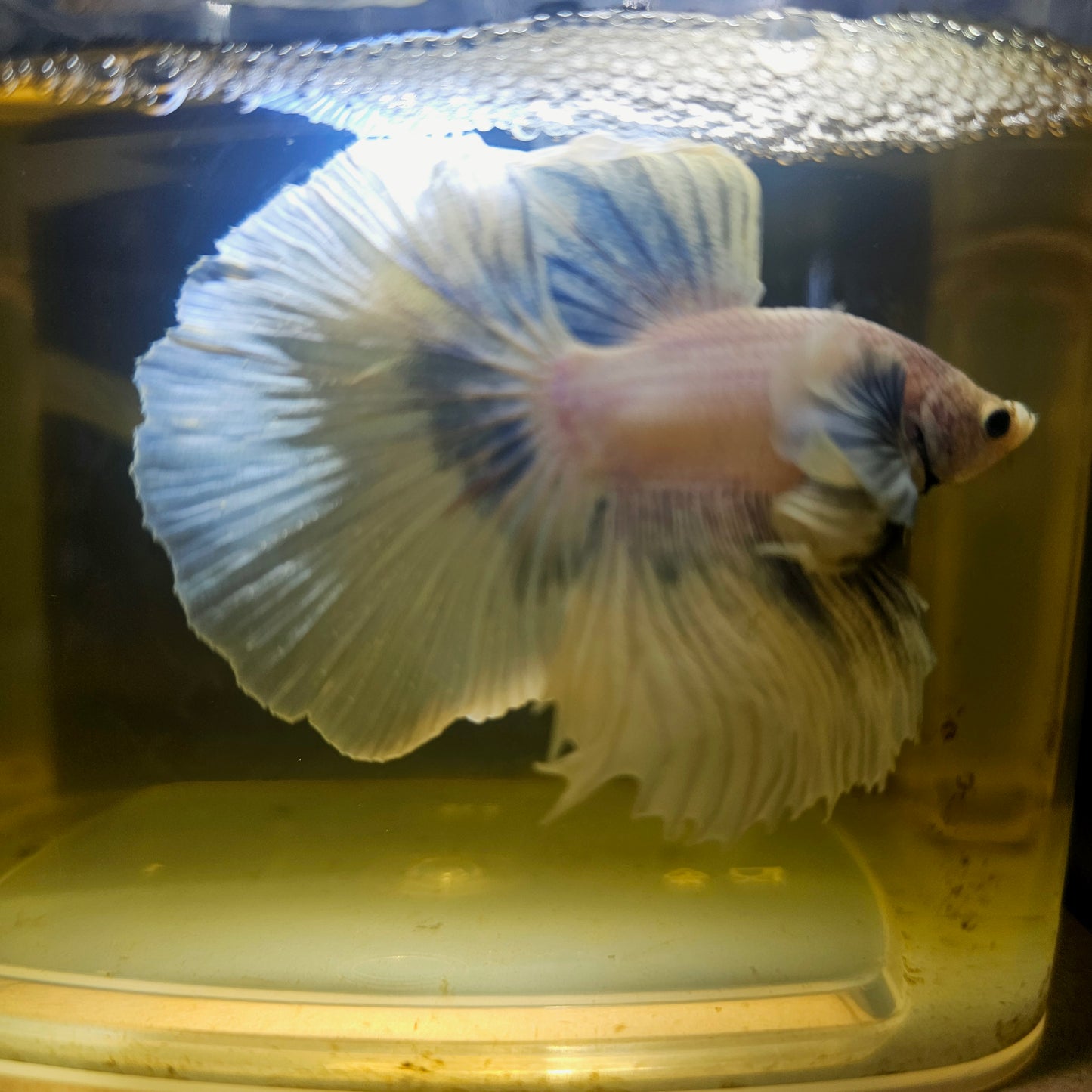 Light Color Dumbo Rosetail Halfmoon Betta 2605A19