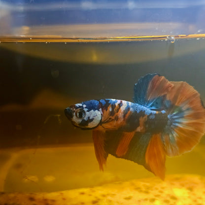 NEMO CANDY BETTA 260435